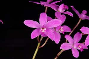Cattleya ghillanyi Diamond Orchids HCC/AOS 77 pts.